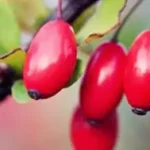 berberine for diabetes