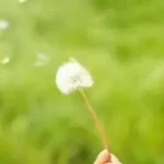 reduce symptoms of allergy-induced asthma