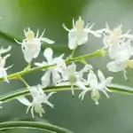shatavari for menopause