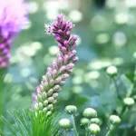 false unicorn root