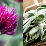 red clover and sage