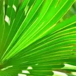 saw palmetto for pcos
