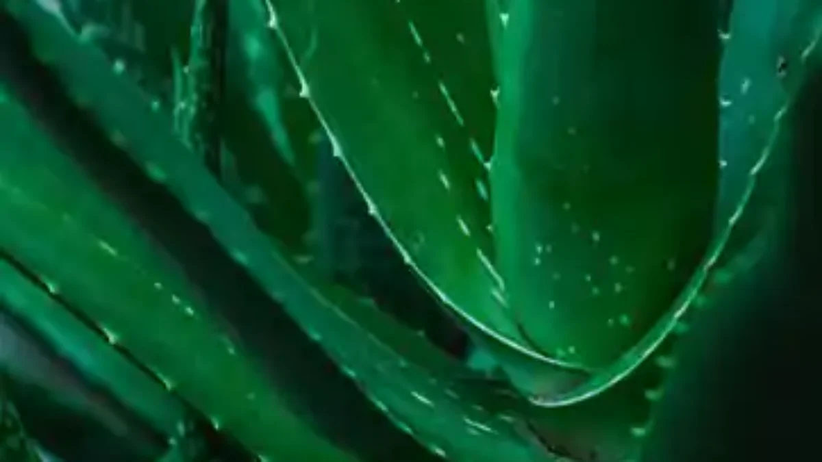 How I Healed PCOS-Related Acne With Aloe Vera (And You Can Too)