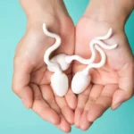 Male Fertility